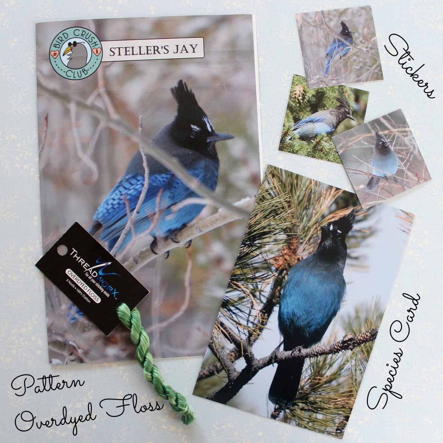 Steller's Jay Bird Crush Club Cross Stitch Pattern #1